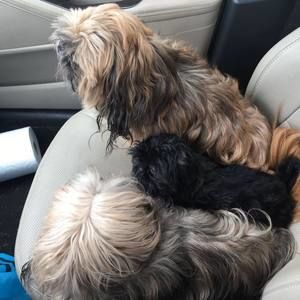 Meet your Posher, Charlene